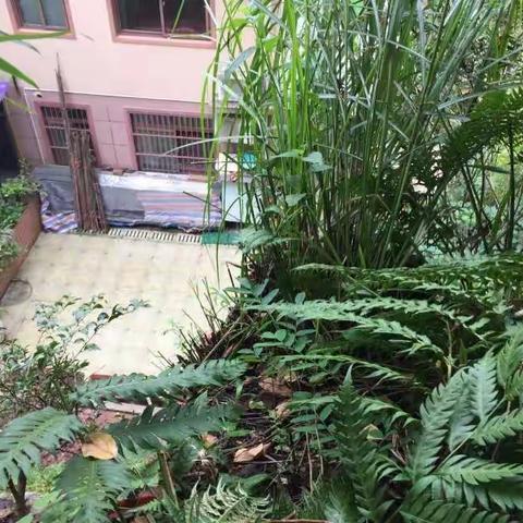 关于有业主在小区微信群里举报某业主砍树圈地、砌花台一事的调查情况通报