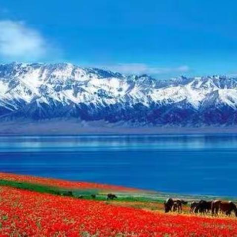 天山脚下看蚂蚁