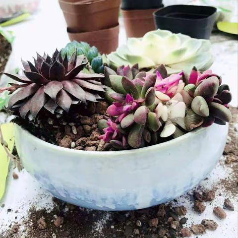 【建行机场路支行】举办“多肉种植，感恩有您”线下沙龙活动