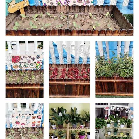 【天王镇八庙幼儿园】-小班            第十三周保教活动回顾