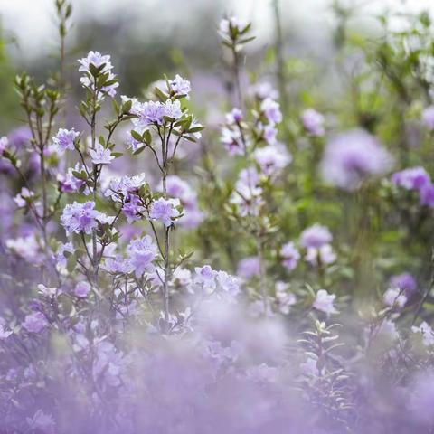 又是一年杜鹃漫山时