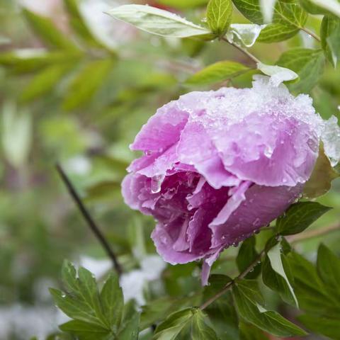 雪地牡丹
