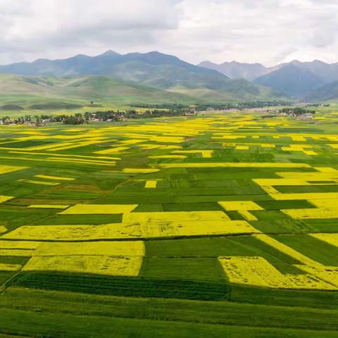 油菜花盛开的时候