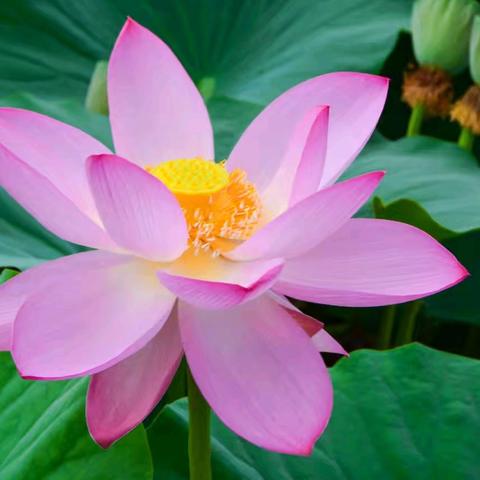 《心如荷花，畅享人生》