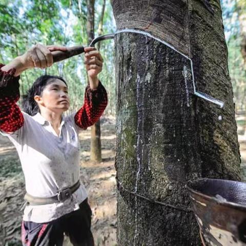 《橡胶园里的传统割采记忆》