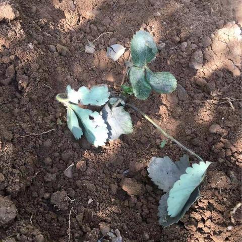 播种希望 收获快乐：黄堡镇第二幼儿园种植活动报道