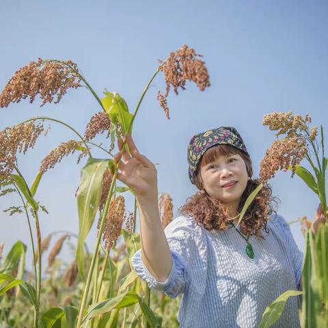 杨迪走进东村高粱地