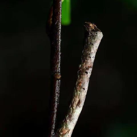 lx的美篇