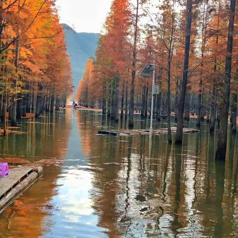 2020年11月18日宁国方塘最美红杉林，寻找藏在深山秀水里的“新疆喀纳斯”之行