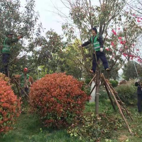 航天基地绿化公司紧抓4月植树有利时机，用实际行动美化航天，扮靓航天！