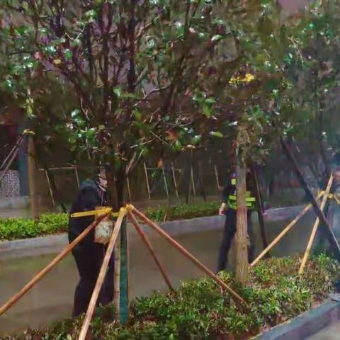 倒伏断枝存隐患 用好管护“组合拳”确保雨天树木安全