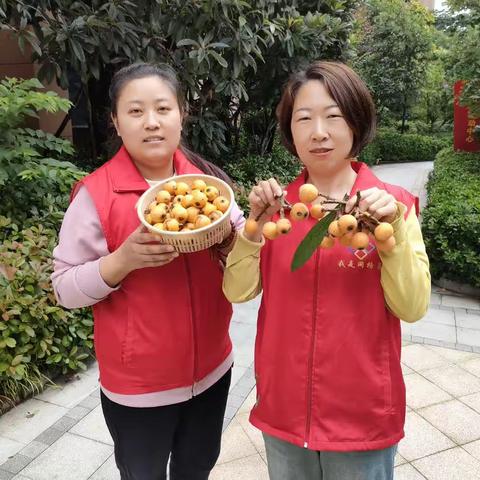 喜迎枇杷采摘节 友邻共享文明果