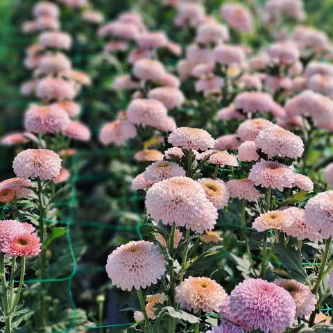 菊韵 菊情