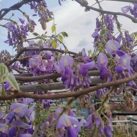 偷的浮生半日闲—沾花惹草