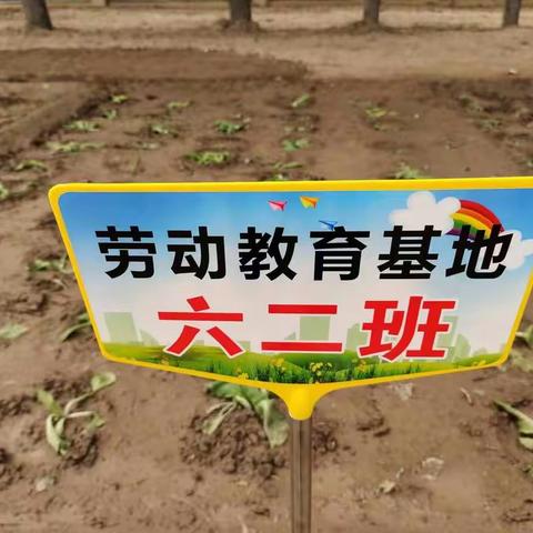 张营中心小学开展劳动实践活动