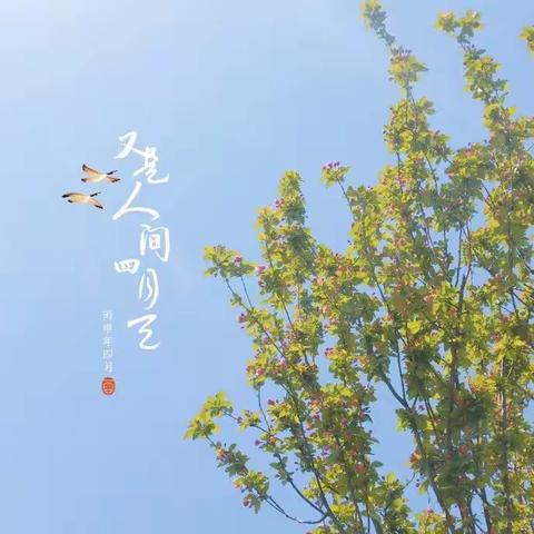 桃溪苑四月份服务报告
