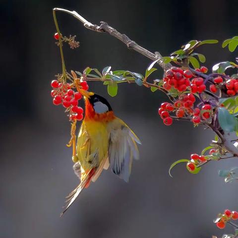 《感恩与祝福》腊八之际分享原创鸟片以感谢上苍、祝福朋友!