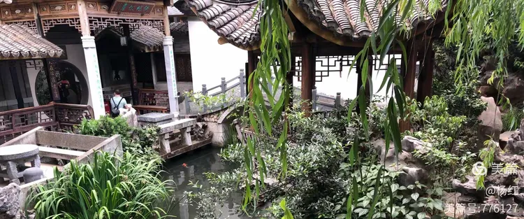十八学士茶花适合新手养吗