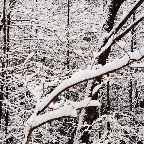 雪中牛头山，雾淞美景！！！
