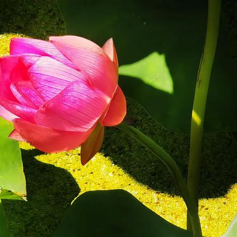 【回龙村•赏荷莲】