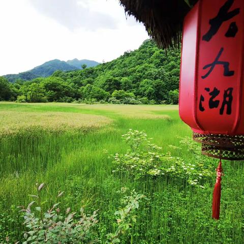 神农架之旅—大九湖（二）