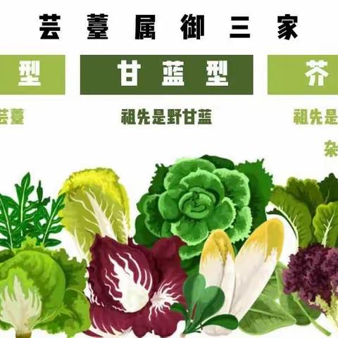 菜心不是青菜，但小白菜是青菜……这些菜名我搞不懂！