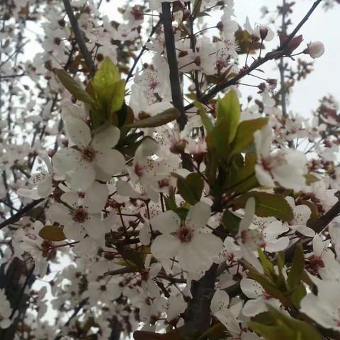 细雨依依,繁花盈盈