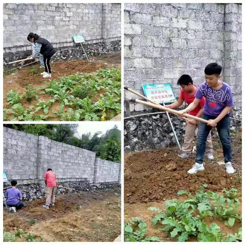 记那柳小学劳动基地—美丽的菜园一角