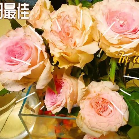宝子们，要高“粽”呀