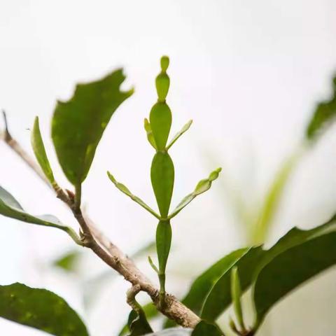 春茶贵如金，且被众多茶人独宠的六大原因