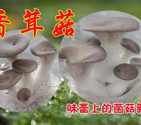 香茸菇-味蕾上的菌菇新品