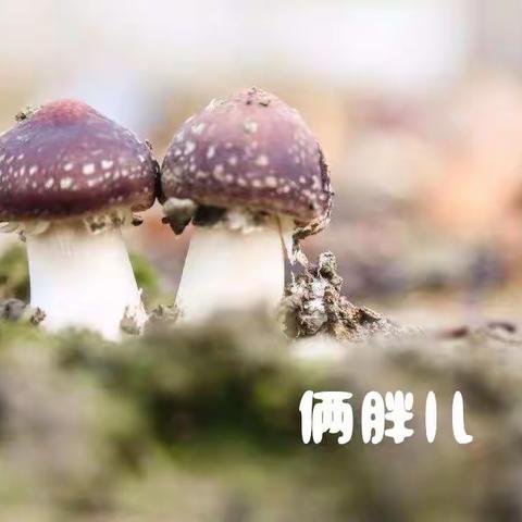 菌菇新秀_美味山珍“赤松茸”