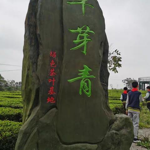 研学旅行之走进荣县采茶基地🌱