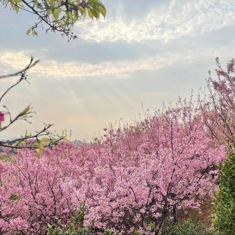 春已至，樱花开——庙前镇中心小学教职工樱花园游记