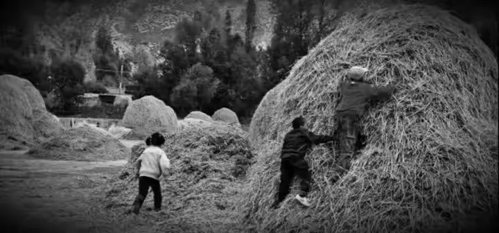 梦境交织，父亲与母亲坟茔的奇异重逢