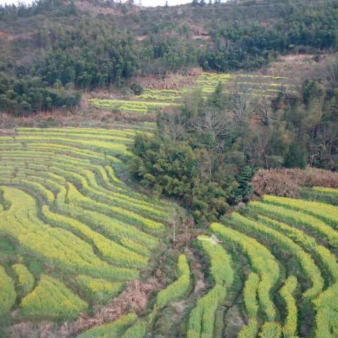 赏花精品——婺源江湾篁岭