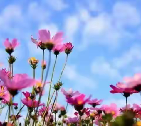 格桑花开