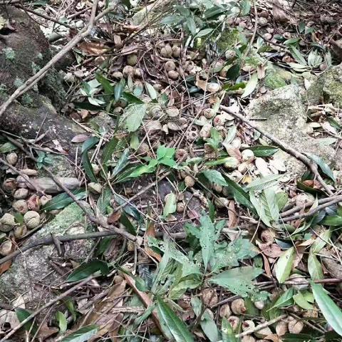 马笃仔  益肾子  风流果