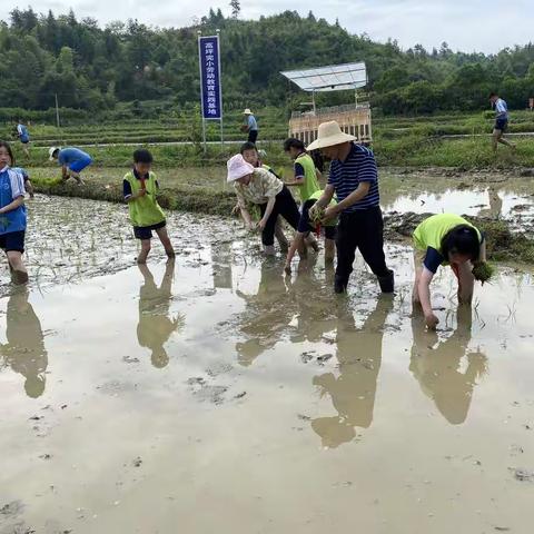 进田间事耕读  传统文化为劳动教育赋能——浏阳市高坪完小开展耕读劳动实践活动