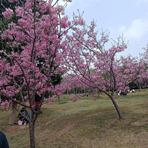 朝花夕拾的美篇