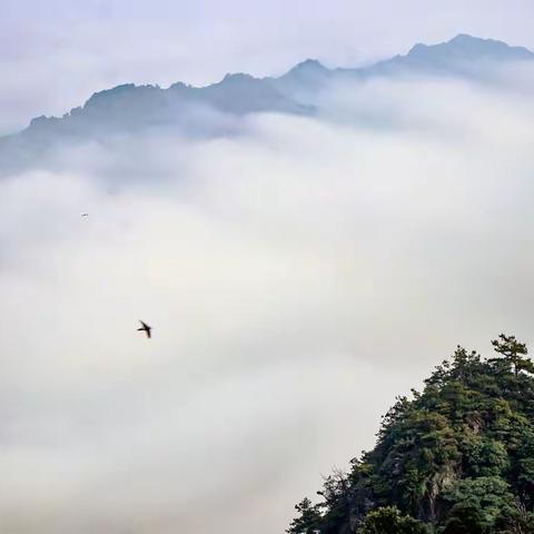 云山雾水硒遊记