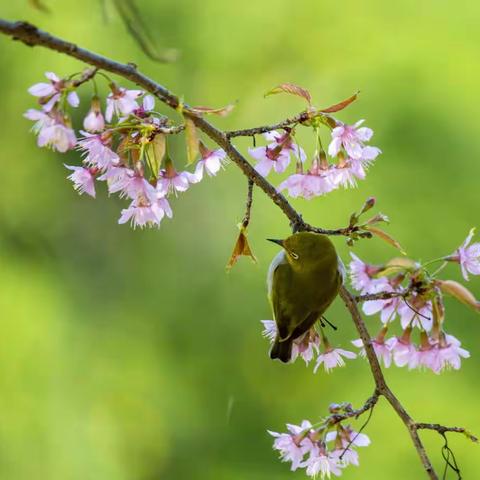 绣眼樱花迎虎年新春