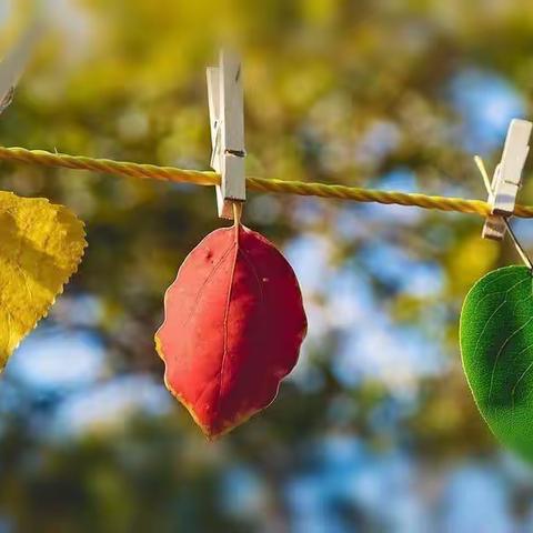 🍂亲近大自然🍂乐享银杏叶🍁——遂平二幼大一班银杏叶🍂主题活动