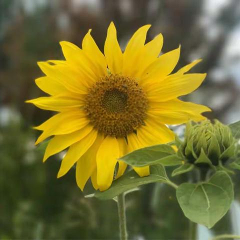 呼伦贝尔大草原之旅