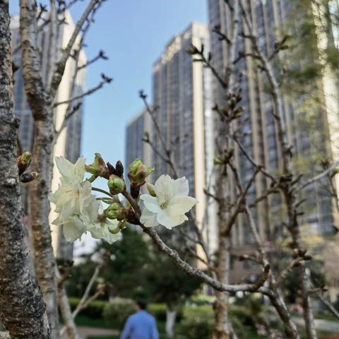 花开一季，醉春风；一品天香，圣世闲。