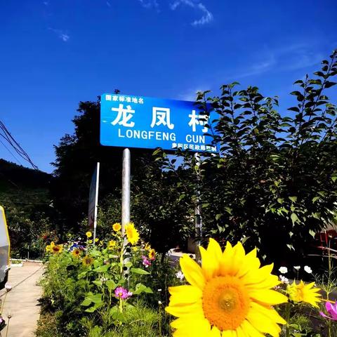 魅力龙凤