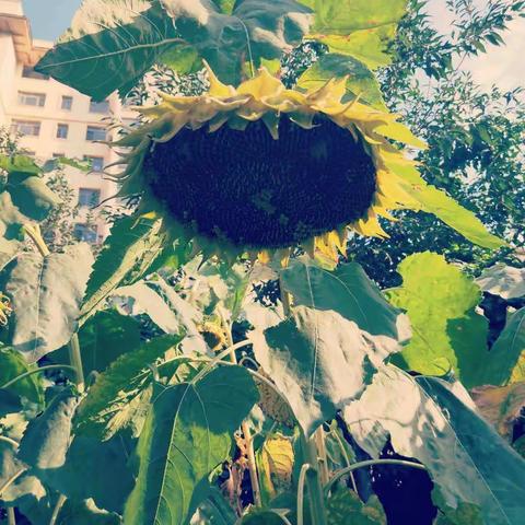 金秋九月丰收季，硕果累累喜人心