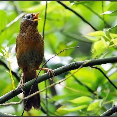 烛山茶社同题吟唱《画眉鸟》