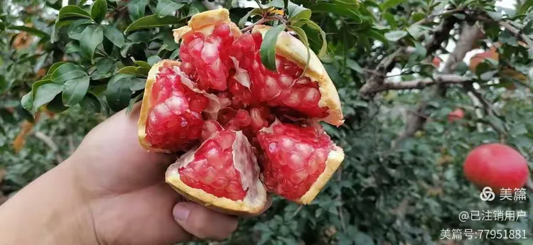 软籽石榴苗多少钱一株啊