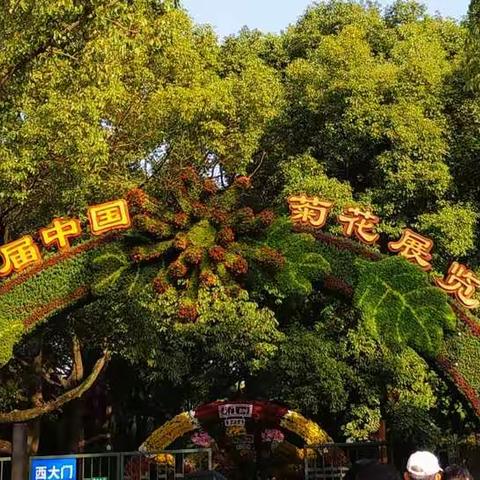 2019.10.31. 共青森林公园菊展+灯光秀